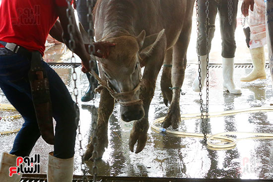 رؤية السكين خلال الذبح رؤية السكين خلال الذبح