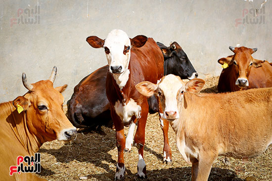 رؤسة الأبقار لعملية الذبح رؤسة الأبقار لعملية الذبح