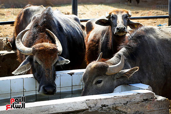 ارتواء الأضاحى ارتواء الأضاحى