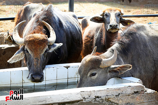 توفير الماء للأضحية توفير الماء للأضحية