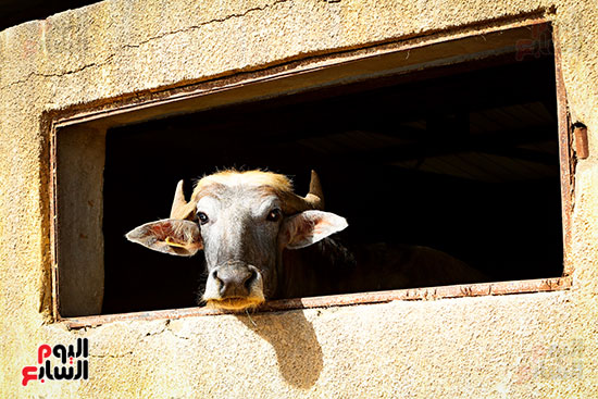 عملية رؤية الذبح عملية رؤية الذبح