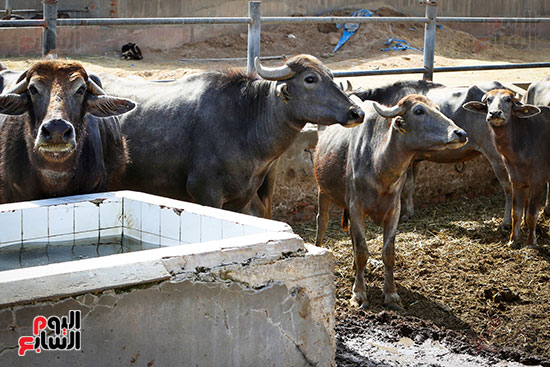 الأضاحى الأضاحى