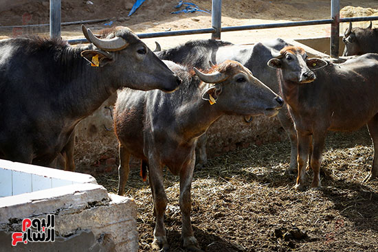 الأضاحى قبل الديح الأضاحى قبل الديح