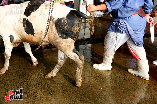 إخفاء السكين إخفاء السكين