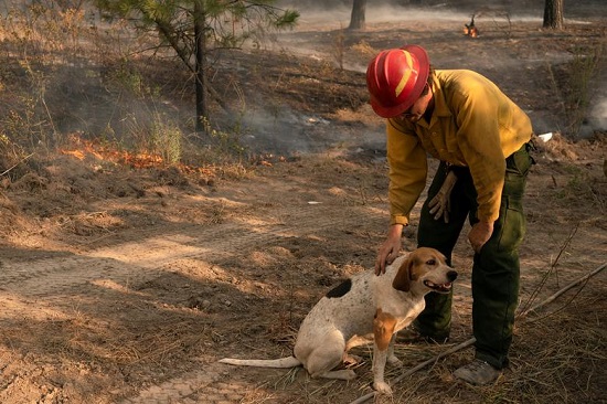 رجل الإطفاء جيفري روجاس يرعى كلبًا أثناء قتاله حريق تشويه كريك