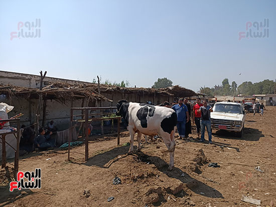 سوق الماشية بمنوف  (3)