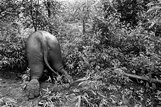 مستشفى الفيل في تايلاند 1997