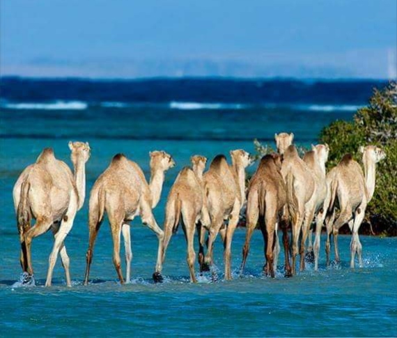 القلعان بمرسي علم