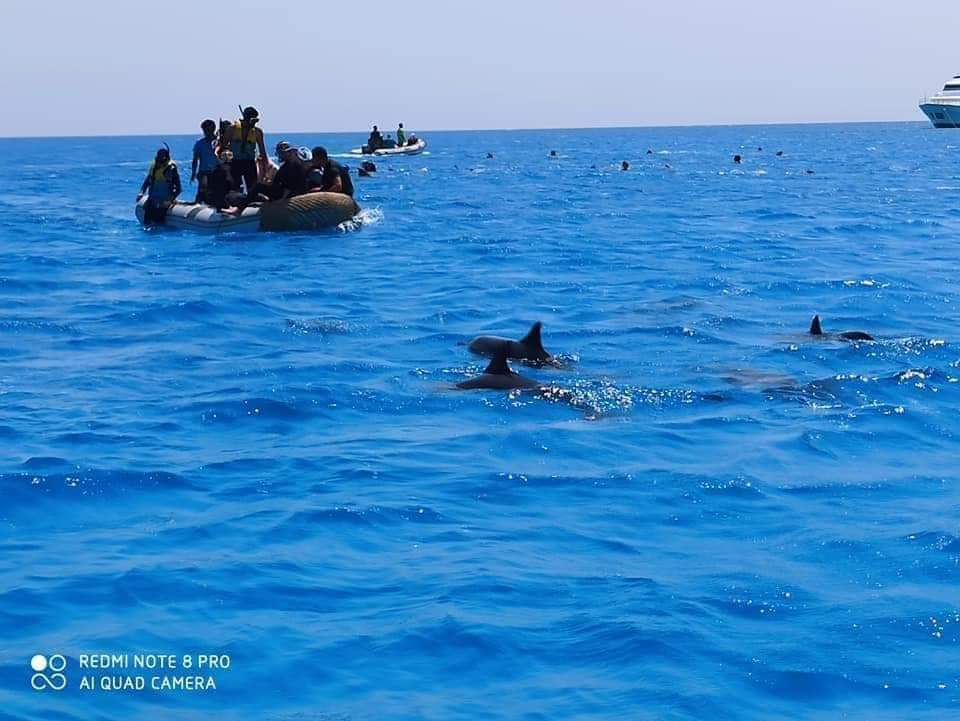 السباحة مع الدلافين بمرسي علم