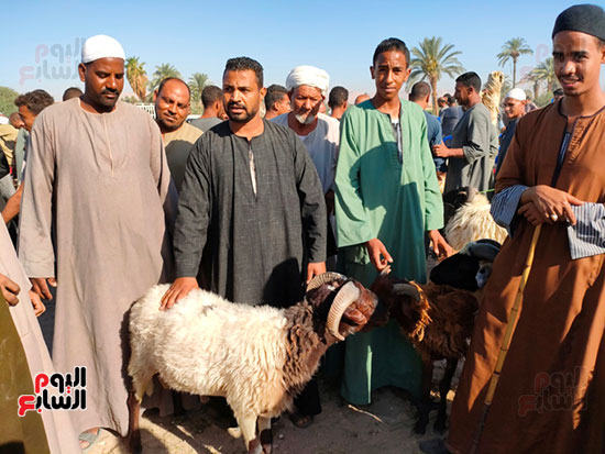 توافد-الأهالى-لبيع-خروف-العيد