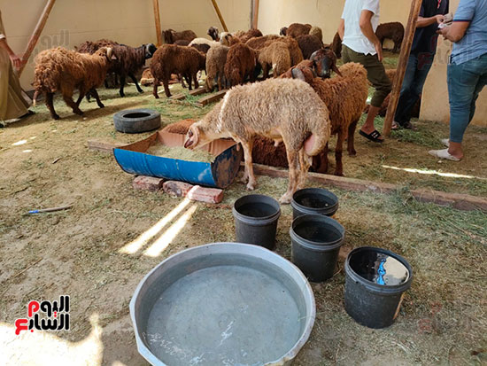 تقديم-الطعام-لخراف-العيد-بالاقصر