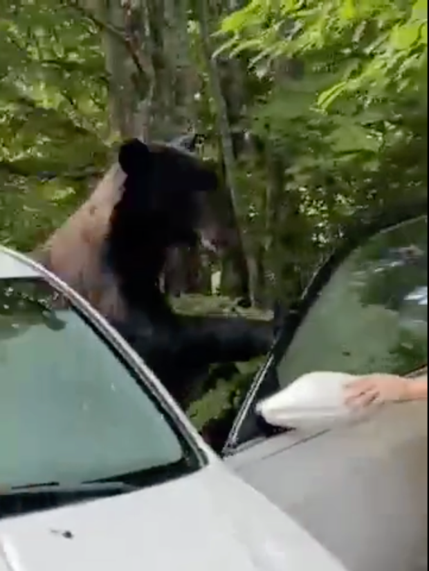 الدب يقتحم السيارة