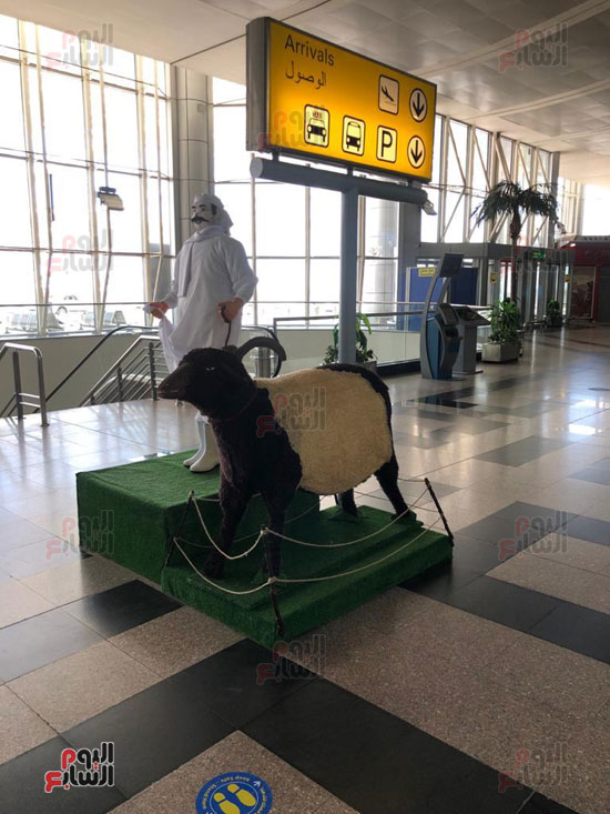 سائحون-يلتقطون-سلفي-مع-مجسمات-خروف-وجزار-في-مطار-القاهرة-(7)
