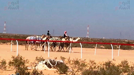 الابل-تستعد-للسباق