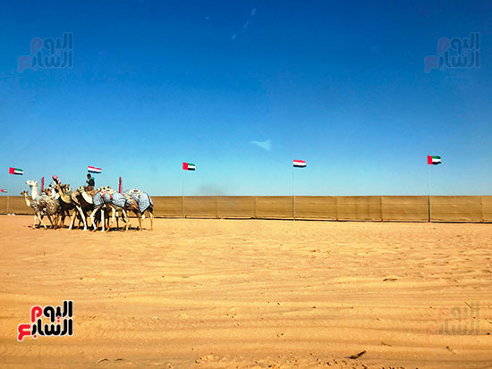 الهجن-تستعد