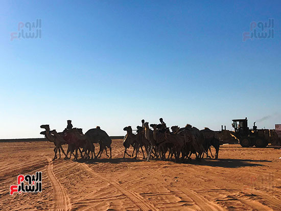 هجن-تلتقي-من-كل-المحافظات