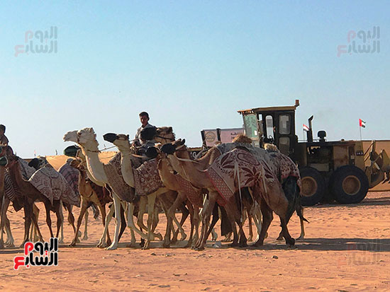 الهجن-فى-العلمين