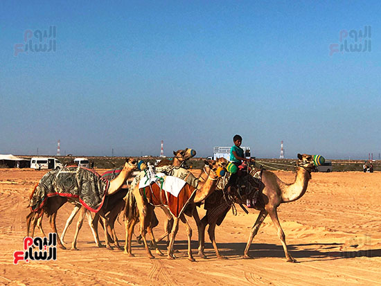 هجانه-من-كل-انحاء-مصر