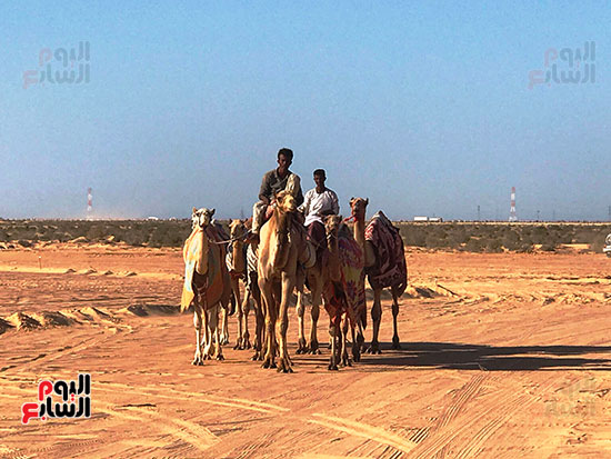 الابل-تتهادى