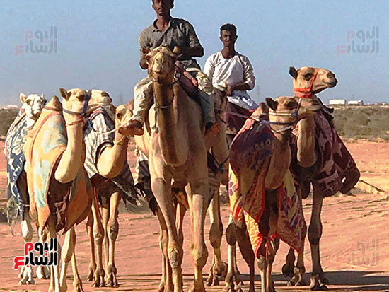 هجانه-مصريين