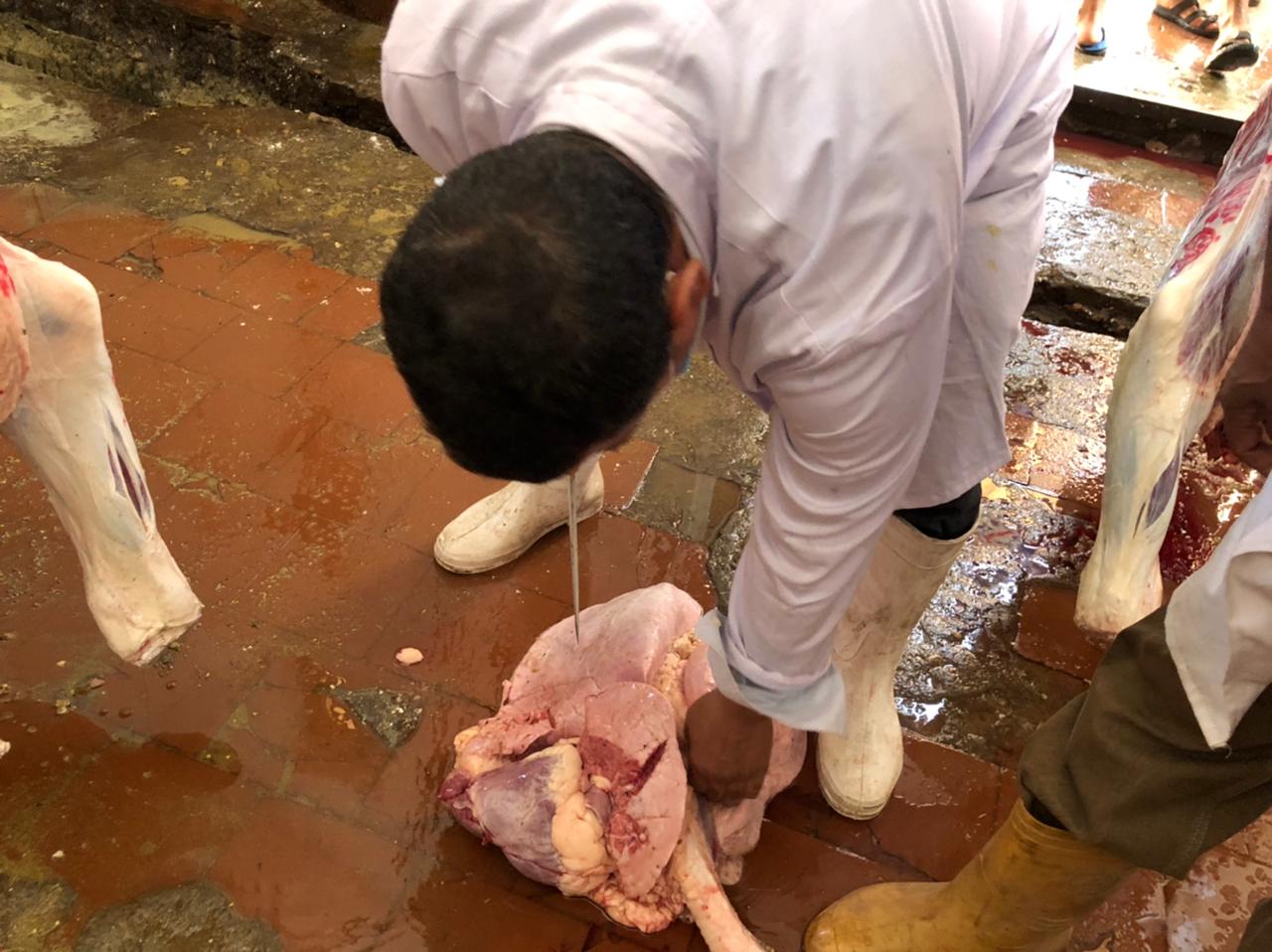 فحص الاضحية فحص الاضحية