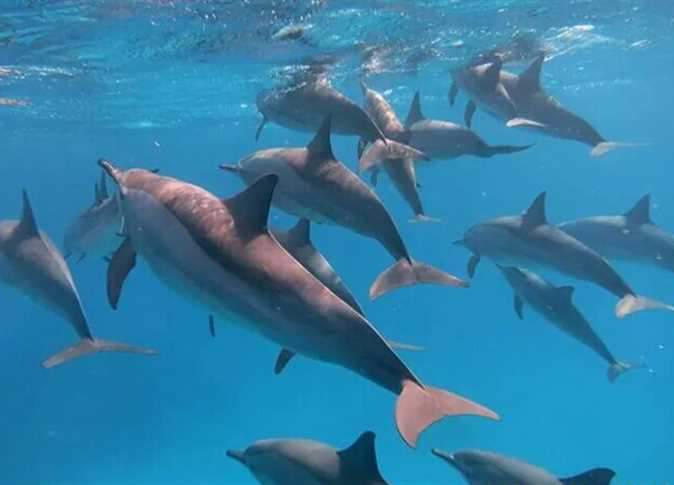 الدلافين في محمية صنداي بمرسي علم