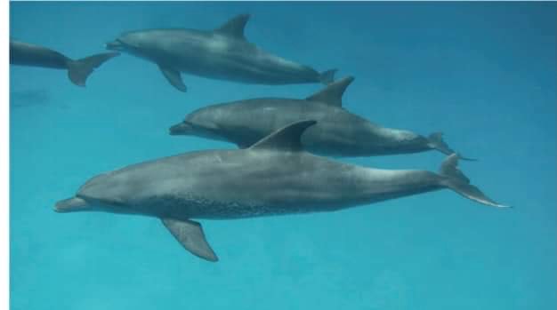 13 نوع من الدلافين بالبحر الأحمر