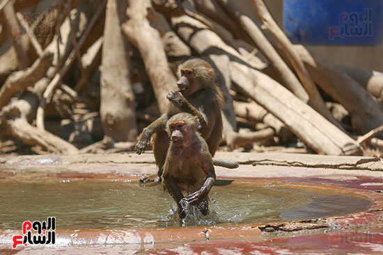 القرود يهربون من حراره الجو