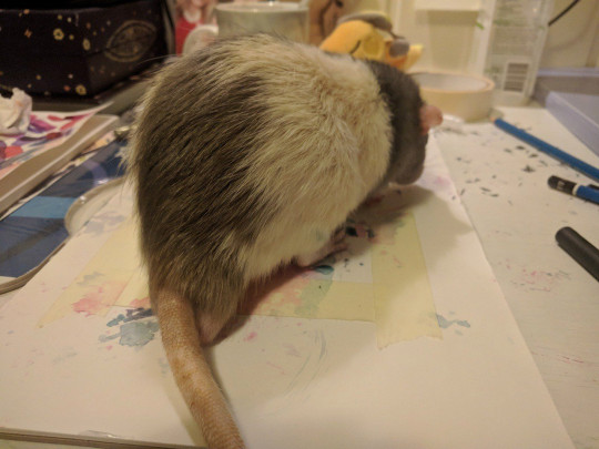 فئران ترسم لوحات فنية (1)