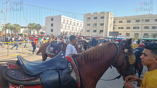 الخيول-للإحتفال-بالعيد-فى-سوهاج