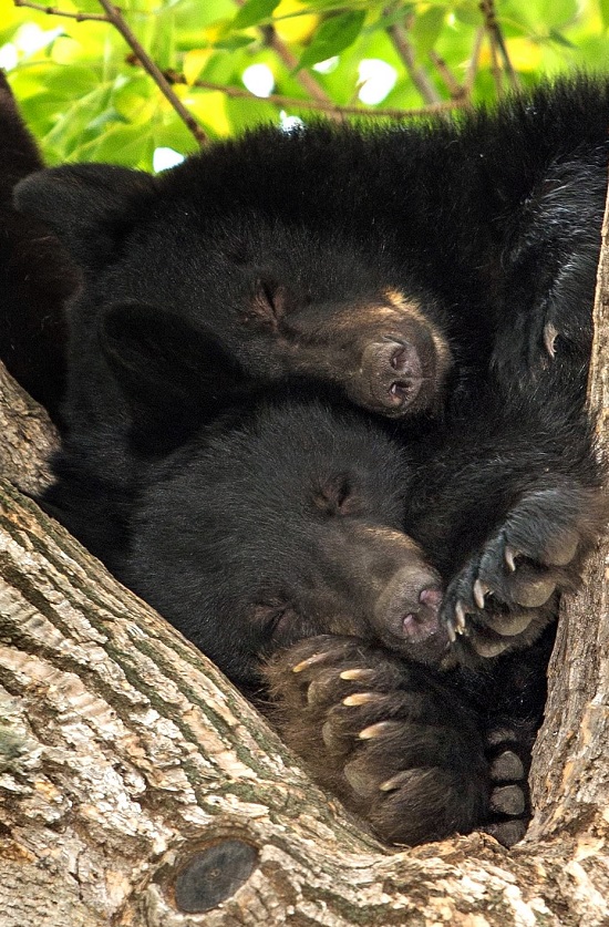 زوجان من الدب الأسود يحتضنان بعضهما داخل شجرة