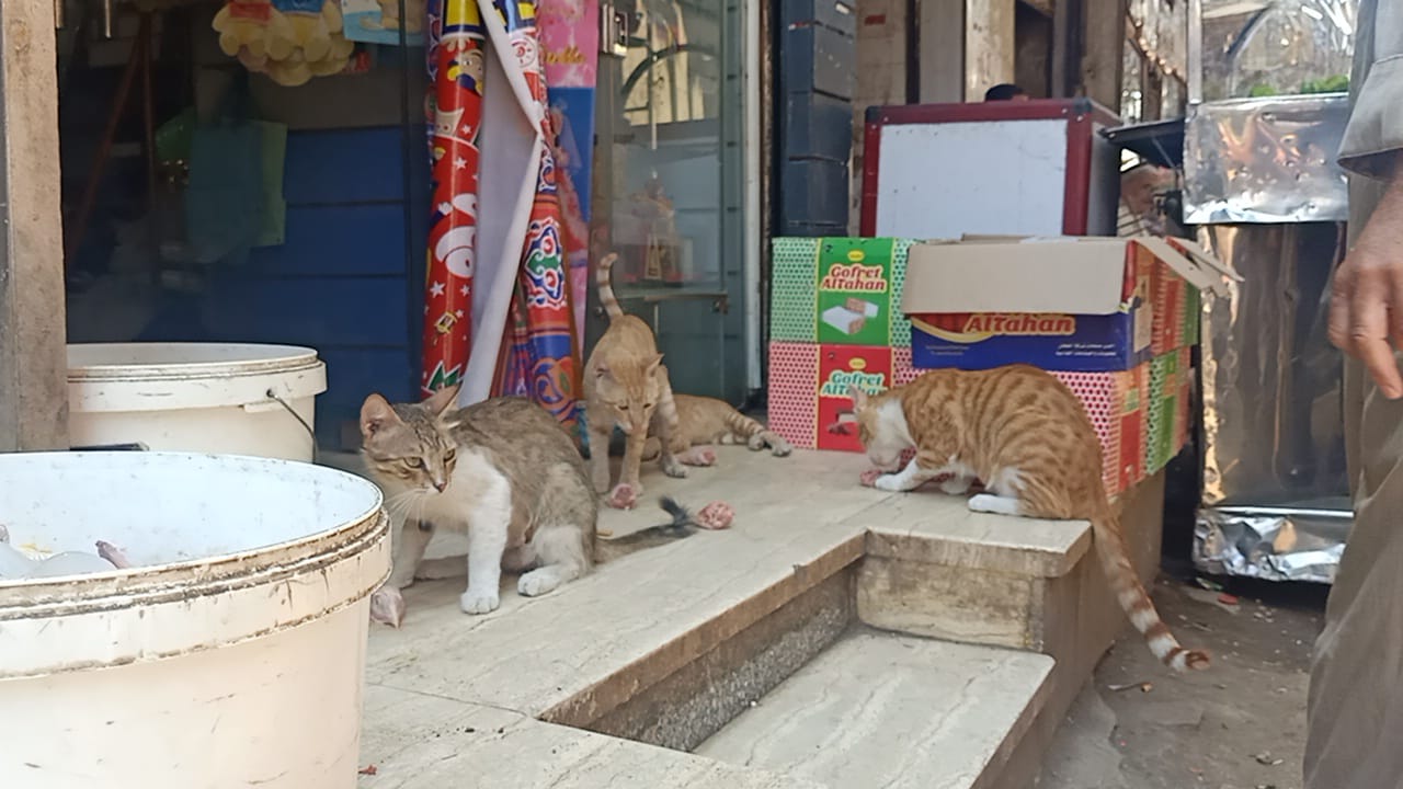 اطعام القطط