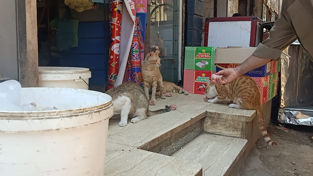 قطط مدينة الفشن