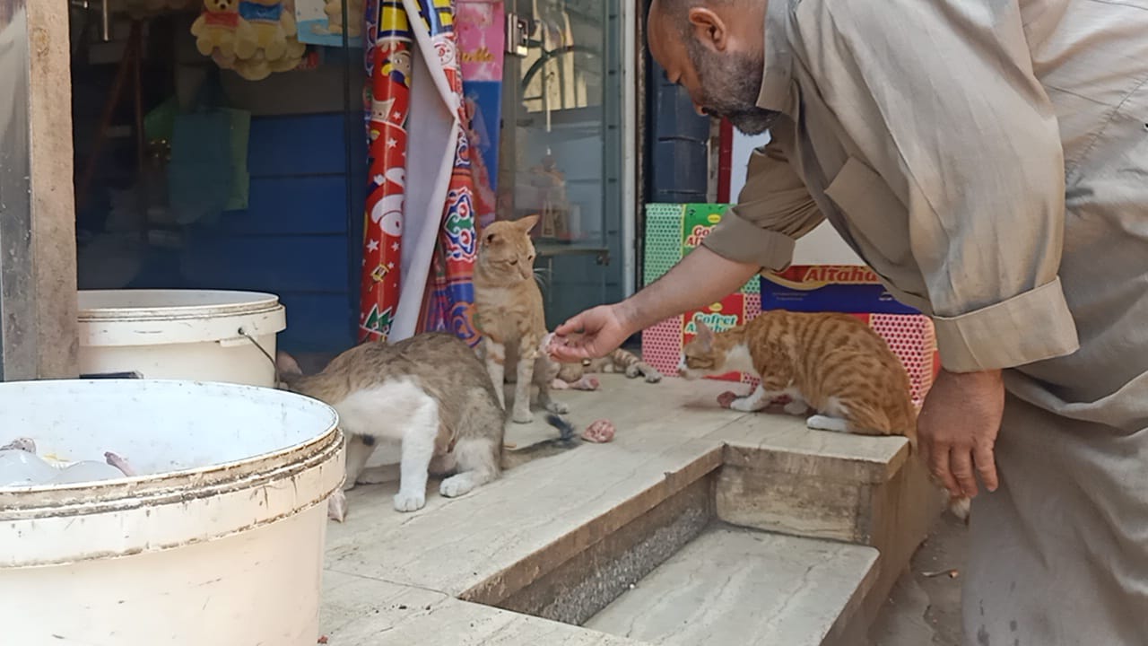 عم ناصر يطعم القطط