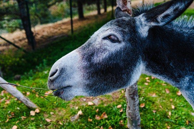 beautiful-horizontal-shot-black-donkey-with-white-snout_181624-34947