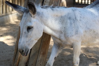 closeup-shot-white-wild-burro_181624-32528
