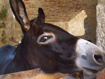 closeup-shot-dark-brown-donkey-wooden-cage_181624-26379