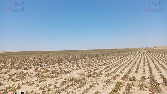 سحر وجمال استزراع 20-الف فدان