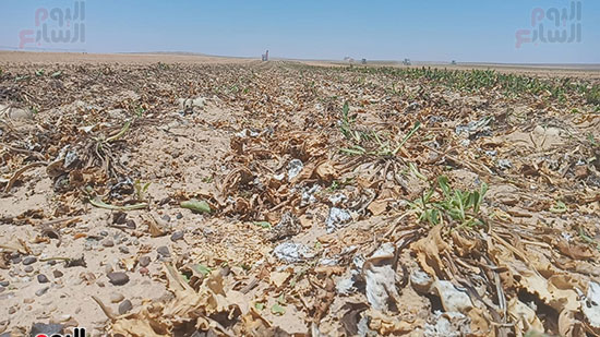 فعاليات استزراع 20-الف فدان