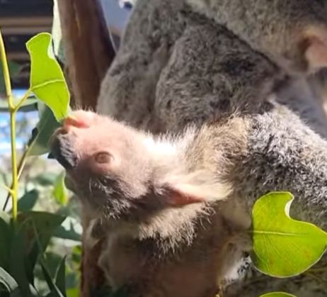 الكوالا يأكل بالمقلوب