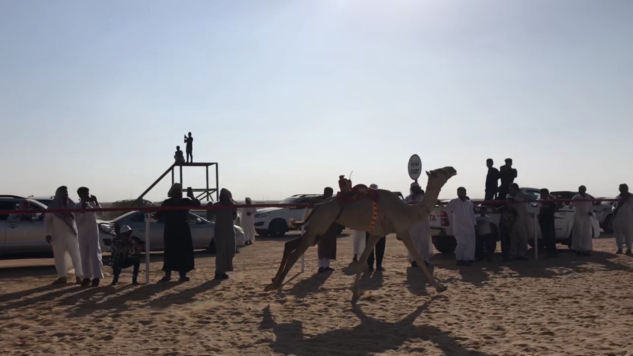 تنافس الهجن