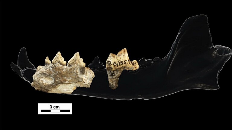 الأسنان التي عثر عليها في موقع دمانيسي