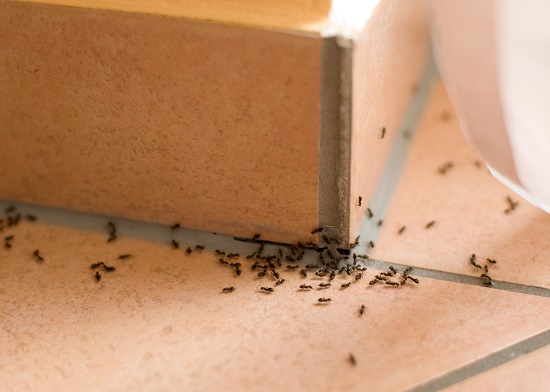 النمل دليل على الحسد