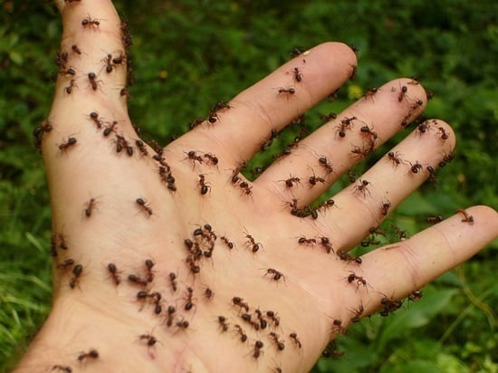 كثرة النمل