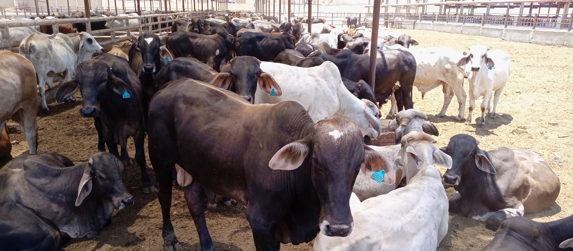 رؤوس الماشية بمشروع تربية المواشى ببورسعيد (1)