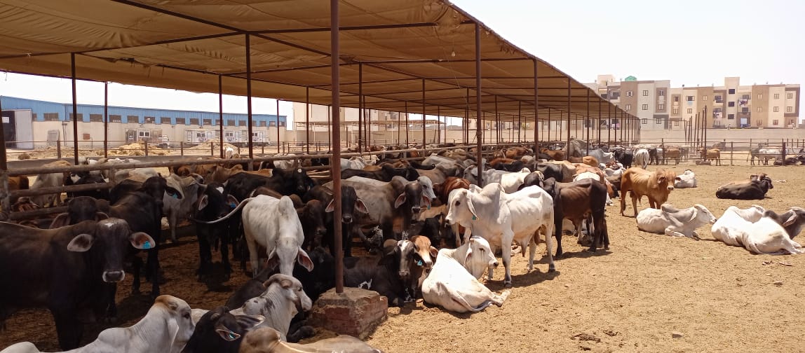 رؤوس الماشية بمشروع تربية المواشى ببورسعيد (2)