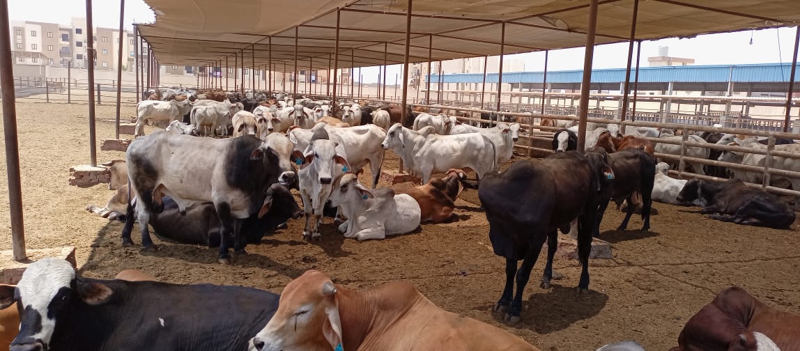 رؤوس الماشية بمشروع تربية المواشى ببورسعيد (3)