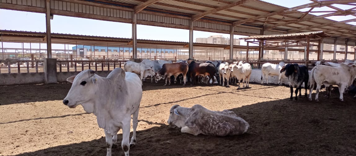 رؤوس الماشية بمشروع تربية المواشى ببورسعيد (5)