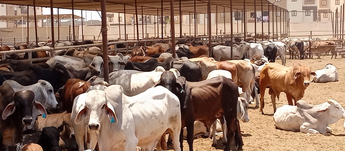 رؤوس الماشية بمشروع تربية المواشى ببورسعيد (4)
