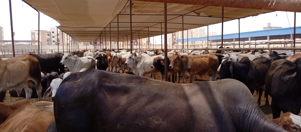 رؤوس الماشية بمشروع تربية المواشى ببورسعيد (6)